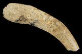 Fossil False Saber-Toothed Cat (Nimravus) Tooth - France #155123-1
